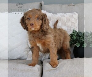 Cavapoo Puppy for sale in EPHRATA, PA, USA