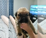 Puppy 5 Boxer-Mastiff Mix
