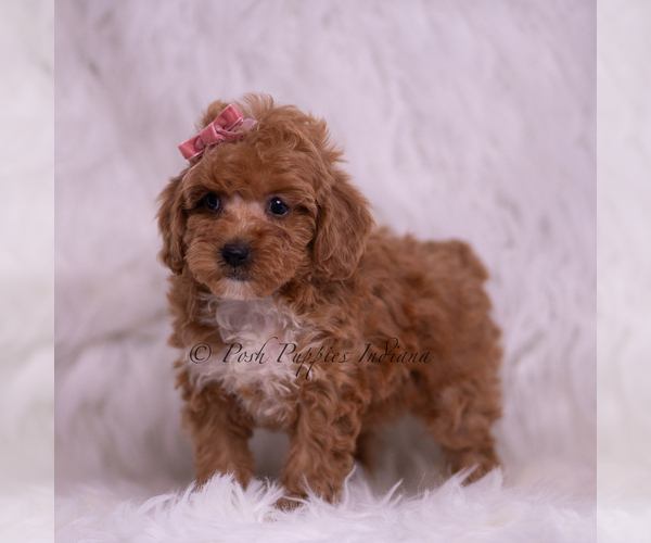 Medium Photo #96 Poodle (Toy) Puppy For Sale in WARSAW, IN, USA