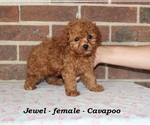 Small #2 Cavapoo