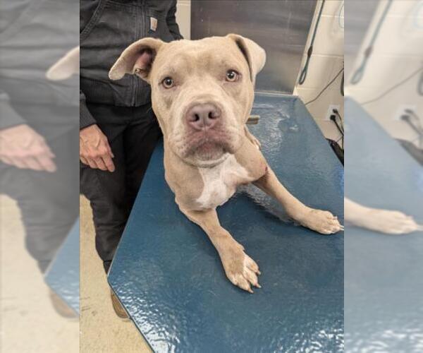 Medium Photo #1 American Bulldog-Unknown Mix Puppy For Sale in Mobile, AL, USA