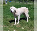Small #2 Anatolian Shepherd-Great Pyrenees Mix