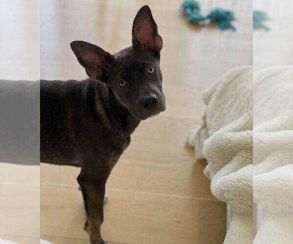 Medium Photo #3 Mutt Puppy For Sale in Dana Point, CA, USA