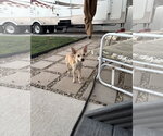 Small #3 Chihuahua Mix