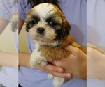 Puppy Vicky Maltese-Poodle (Toy) Mix