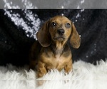Small #5 Dachshund