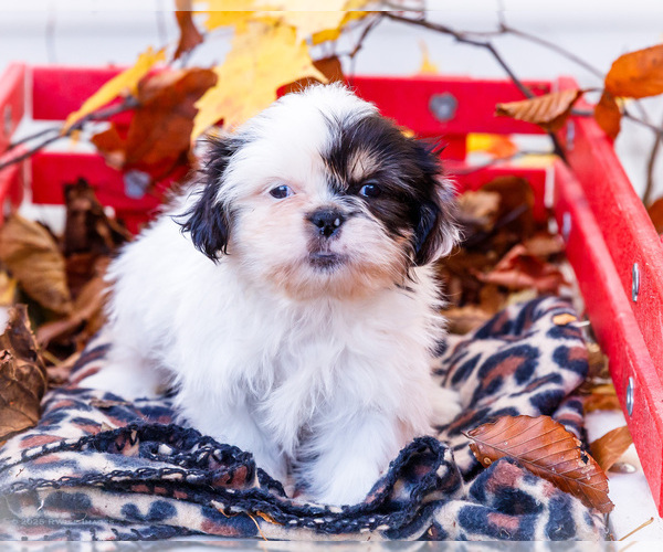 Medium Photo #1 Shih Tzu Puppy For Sale in WAKARUSA, IN, USA