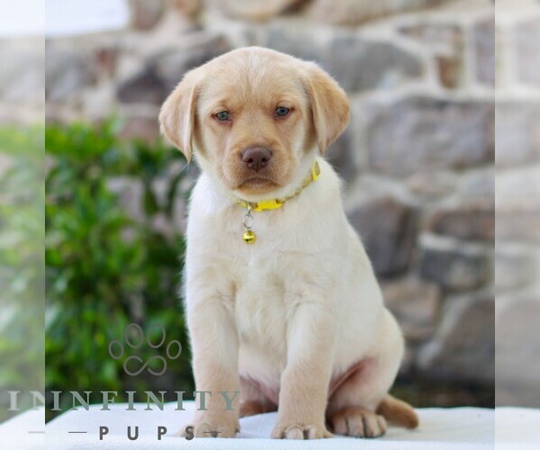 Medium Photo #1 Labrador Retriever Puppy For Sale in MORGANTOWN, PA, USA