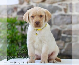 Labrador Retriever Puppy for sale in MORGANTOWN, PA, USA