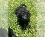 Small #4 Poodle (Standard)