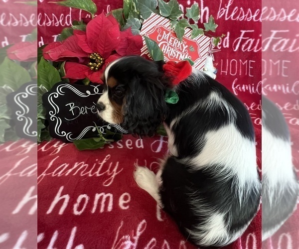 Medium Photo #10 Cavalier King Charles Spaniel Puppy For Sale in ABILENE, TX, USA