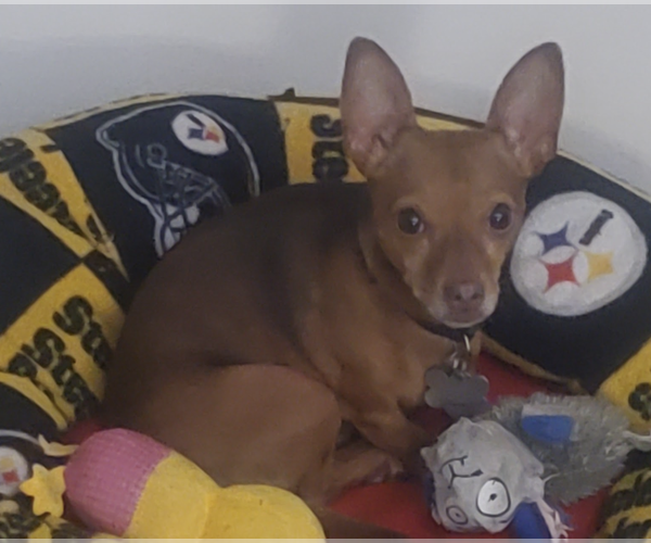 Medium Photo #5 Chiweenie Puppy For Sale in Fruitland, SC, USA