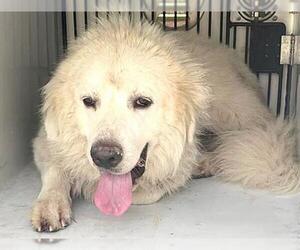 Great Pyrenees Dogs for adoption in Houston, TX, USA