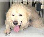 Small Great Pyrenees