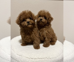 Poodle (Toy) Puppy for sale in PORTLAND, OR, USA