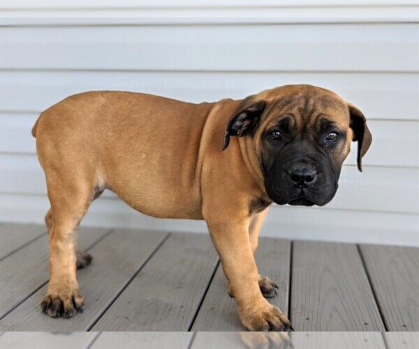 Medium Photo #1 Mastiff Puppy For Sale in OXFORD, PA, USA