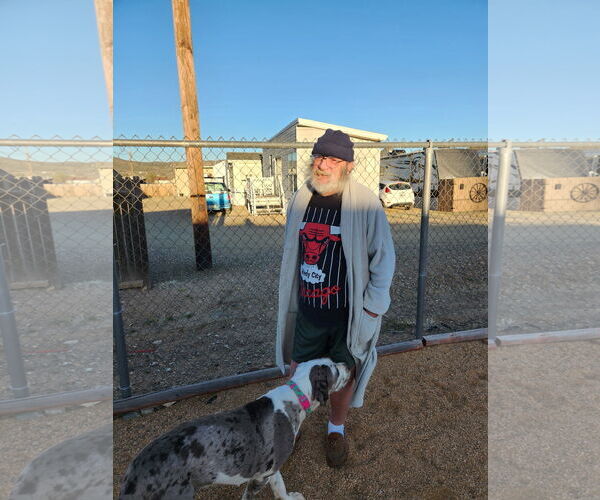 Medium Photo #11 Great Dane Puppy For Sale in Goodyear, AZ, USA