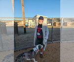 Small #10 Great Dane