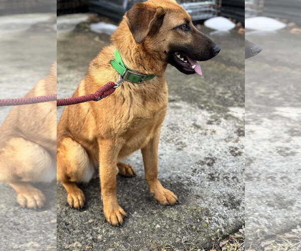 Medium Photo #3 Mutt Puppy For Sale in Hinton, WV, USA