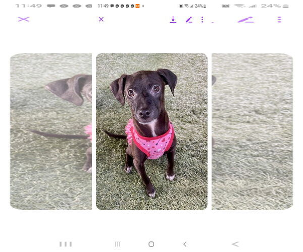 Medium Photo #4 Labrador Retriever-Unknown Mix Puppy For Sale in Escondido, CA, USA