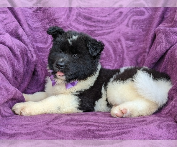 Medium Photo #4 Akita Puppy For Sale in CHRISTIANA, PA, USA