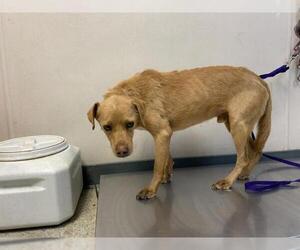 Unknown-Vizsla Mix Dogs for adoption in Visalia, CA, USA