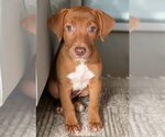 Small #1 Labrador Retriever Mix