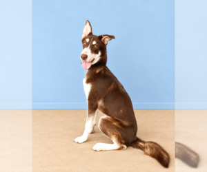 NINO BROWN - Male Siberian Husky Dog for Adoption - Photo #2