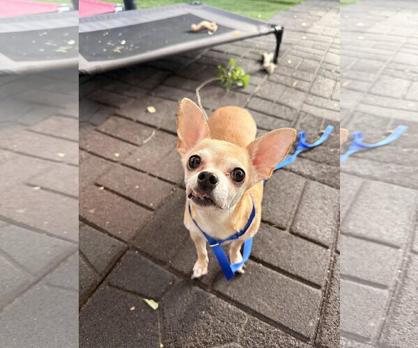 Medium Photo #8 Chihuahua Puppy For Sale in Sandy, UT, USA