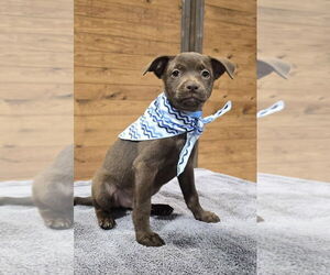 Labrador Retriever-Unknown Mix Dogs for adoption in McKinney, TX, USA