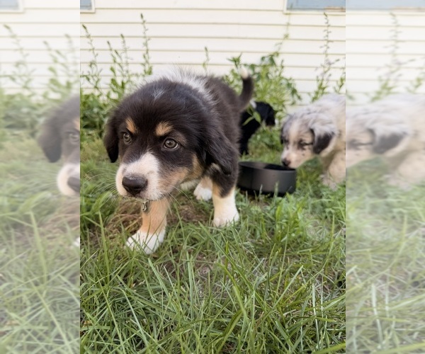 Medium Photo #6 Australian Shepherd Puppy For Sale in CHESTERFIELD TOWNSHIP, MI, USA