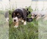 Small #5 Australian Shepherd