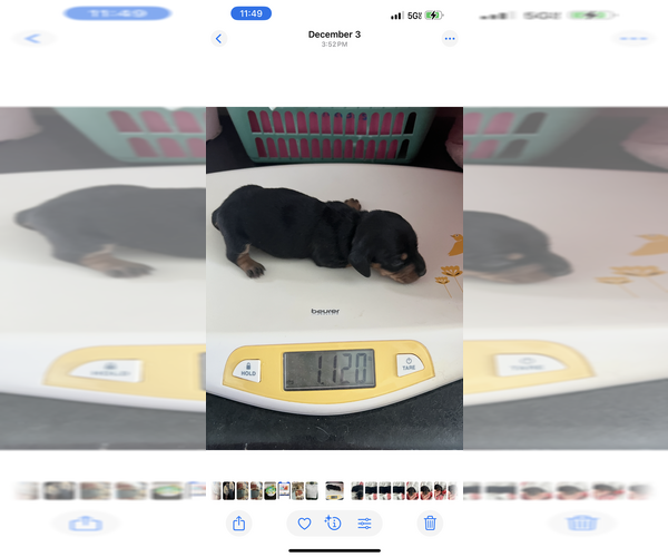 Medium Photo #4 Dachshund Puppy For Sale in NILES, MI, USA