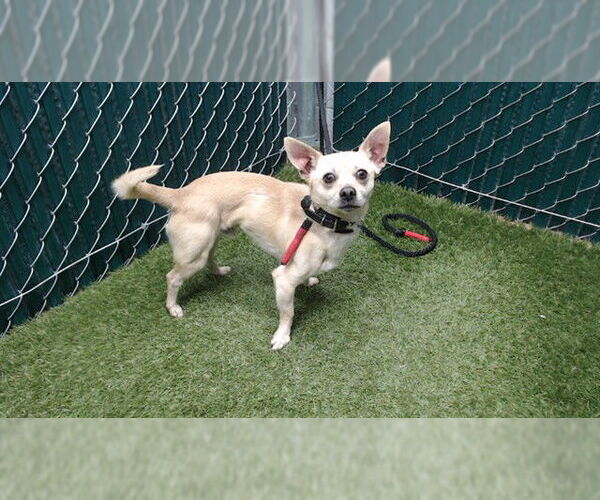 Medium Photo #1 Chihuahua Puppy For Sale in Downey, CA, USA