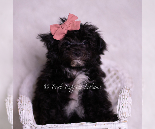 Medium Photo #4 Morkie Puppy For Sale in WARSAW, IN, USA