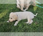 Puppy Light Blue Labrador Retriever
