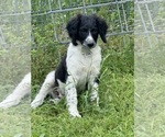 Puppy Puppy 5 Double Doodle