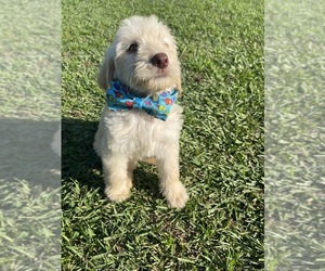 Labradoodle Puppy for sale in GEORGETOWN, SC, USA