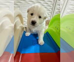 Small #8 Anatolian Shepherd-Great Pyrenees Mix