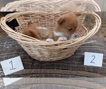 Small Photo #2 Pembroke Welsh Corgi Puppy For Sale in MANTON, MI, USA