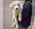 Small #2 Great Pyrenees