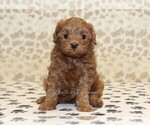 Small #2 Cavapoo
