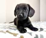 Small #1 Dachshund