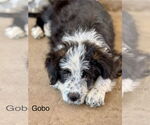 Small #4 Border Collie Mix