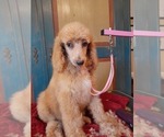 Puppy Copper Poodle (Standard)