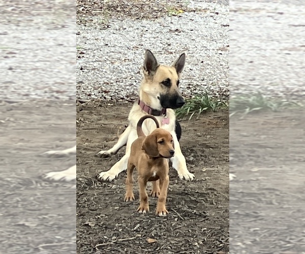 Medium Photo #7 Bloodhound-Redbone Coonhound Mix Puppy For Sale in CHARLESTOWN, IN, USA