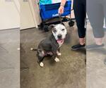 Small #2 Bulldog Mix