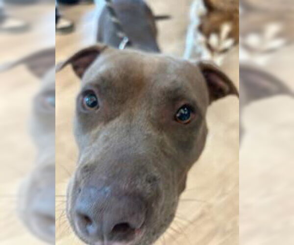 Medium Photo #1 Mutt Puppy For Sale in Pearland, TX, USA