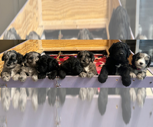 Aussiedoodle Litter for sale in WOODSTOCK, GA, USA