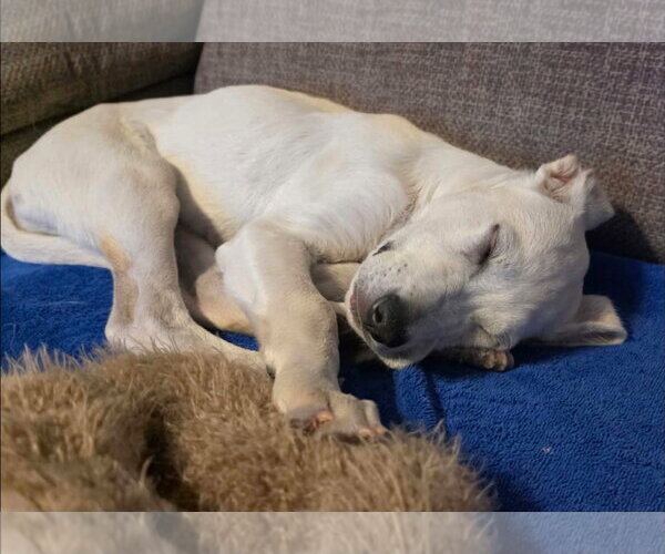 Medium Photo #3 Labrador Retriever-Unknown Mix Puppy For Sale in Alexander, AR, USA
